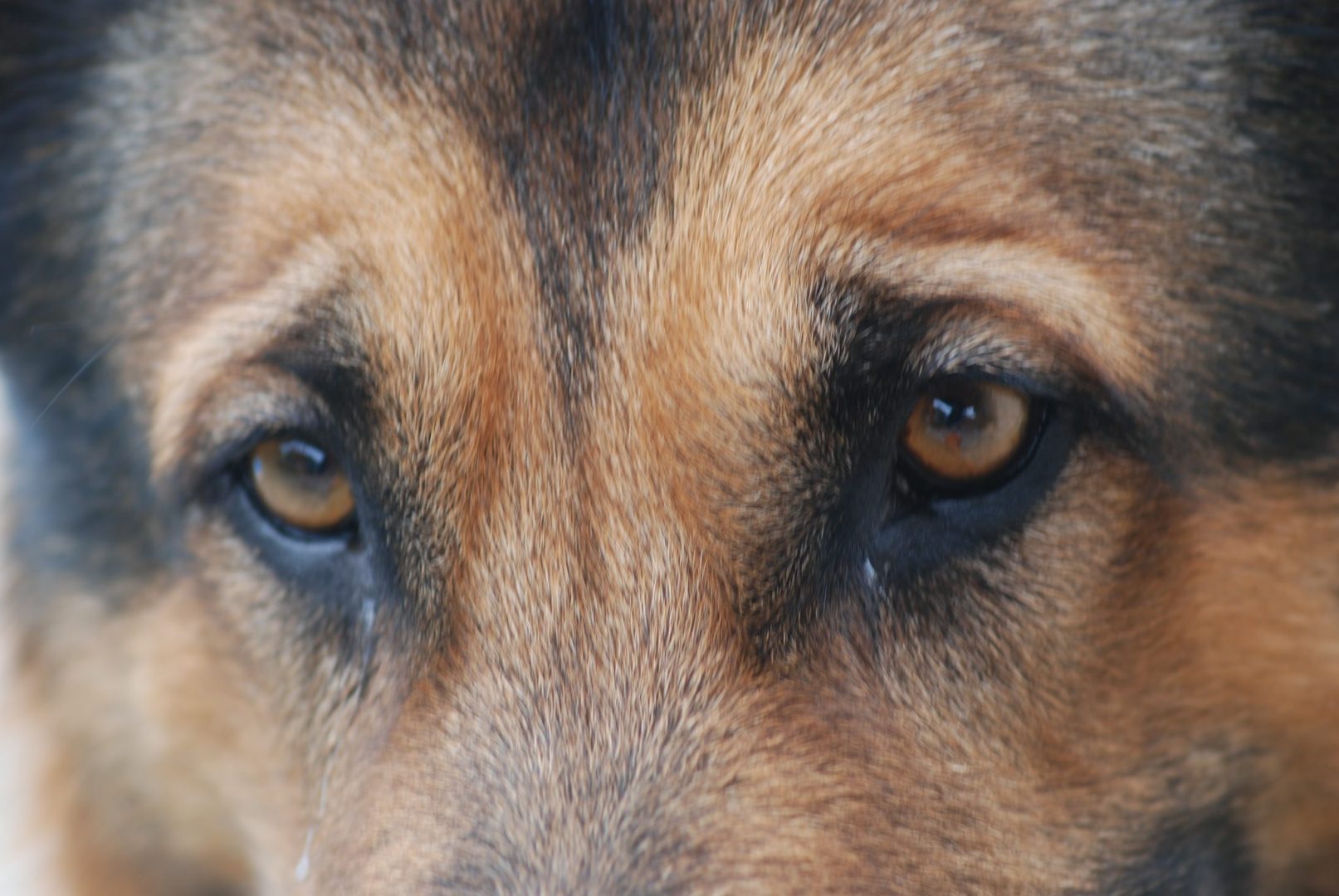Grey_Augen