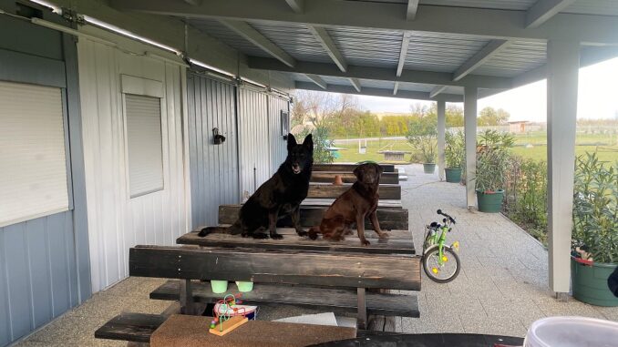 Hunde